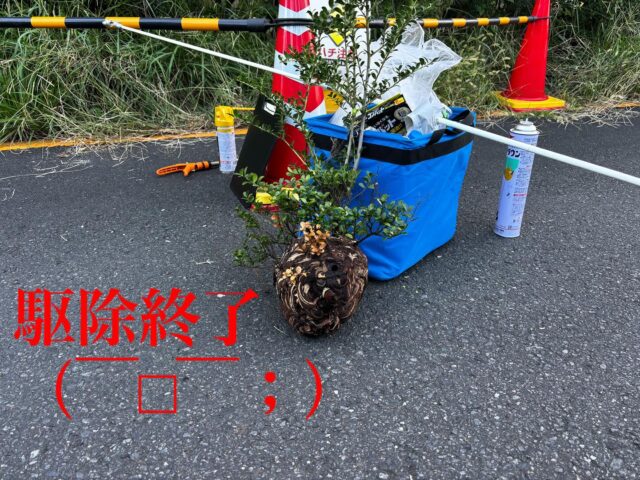 専門業者の方が12月も気をつけてね！と。
今年はやはり暑すぎが🐝࿆も12月までは攻撃するらしいので皆様お気をつけて(*´︶`*)ﾉ

#造園#庭師#土木#植木販売#アーボリスト#空師#エクステリア工事#外構工事#日本庭園#洋風庭園#ブロック工事#フェンス工事#街路樹管理#草刈#剪定#伐採#解体工事#zouen#職人さん募集中