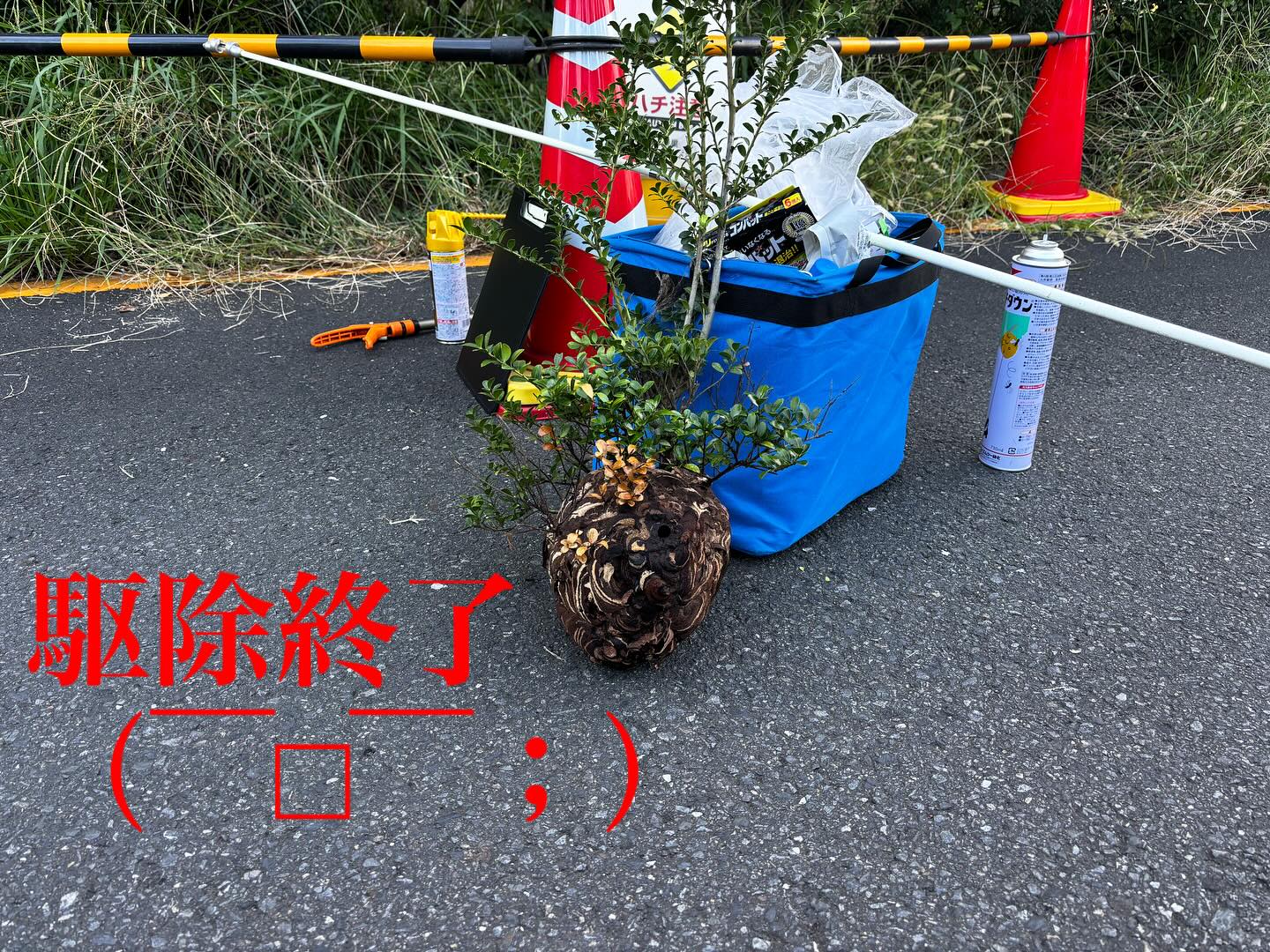 専門業者の方が12月も気をつけてね！と。
今年はやはり暑すぎが🐝࿆も12月までは攻撃するらしいので皆様お気をつけて(*´︶`*)ﾉ

#造園#庭師#土木#植木販売#アーボリスト#空師#エクステリア工事#外構工事#日本庭園#洋風庭園#ブロック工事#フェンス工事#街路樹管理#草刈#剪定#伐採#解体工事#zouen#職人さん募集中