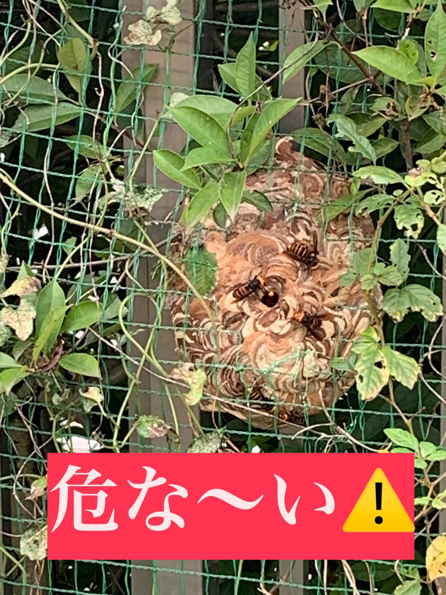 10月16日某所
またまたまたまた
🐝࿆

#造園#庭師#土木#植木販売#アーボリスト#空師#エクステリア工事#外構工事#日本庭園#洋風庭園#ブロック工事#フェンス工事#街路樹管理#草刈#剪定#伐採#解体工事#zouen#職人さん募集中