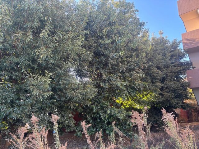 剪定作業🌳
大きくなってしまったシラカシの木
スッキリしました。
お疲れ様でした。
#造園#庭師#土木#植木販売#アーボリスト空師エクステリア工事外構工事日本庭園洋風庭園ブロック工事フェンス工事街路樹管理草刈剪定伐採解体工事zouen職人さん募集中