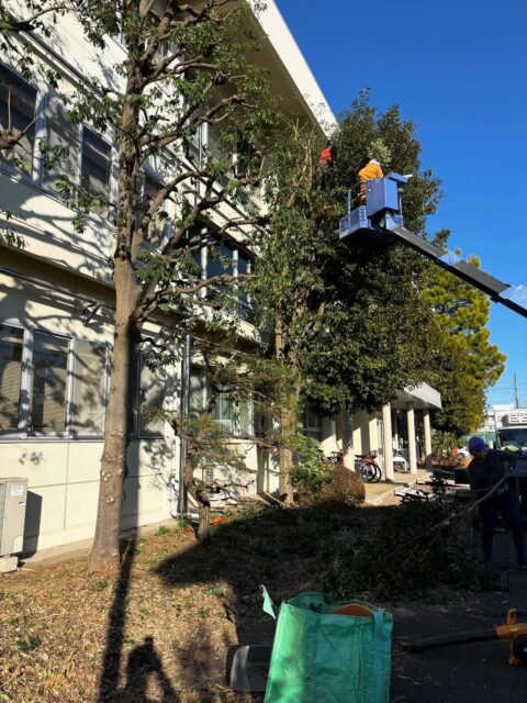 シラカシの剪定
だいぶ大きく高さもバラバラだったので
同じ位に揃えました。4本と間に松
部屋もあかるくなったと思います😊
#造園#庭師#土木#植木販売#アーボリスト空師エクステリア工事外構工事日本庭園洋風庭園ブロック工事フェンス工事街路樹管理草刈剪定伐採解体工事zouen職人さん募集中