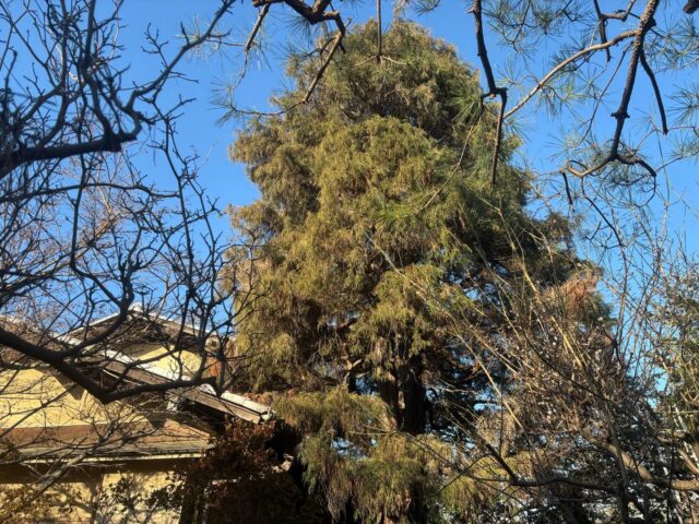 チャボヒバの剪定
松とヒバ綺麗になりました✨✨
#造園#庭師#土木#植木販売#アーボリスト空師エクステリア工事外構工事日本庭園洋風庭園ブロック工事フェンス工事街路樹管理草刈剪定伐採解体工事zouen職人さん募集中