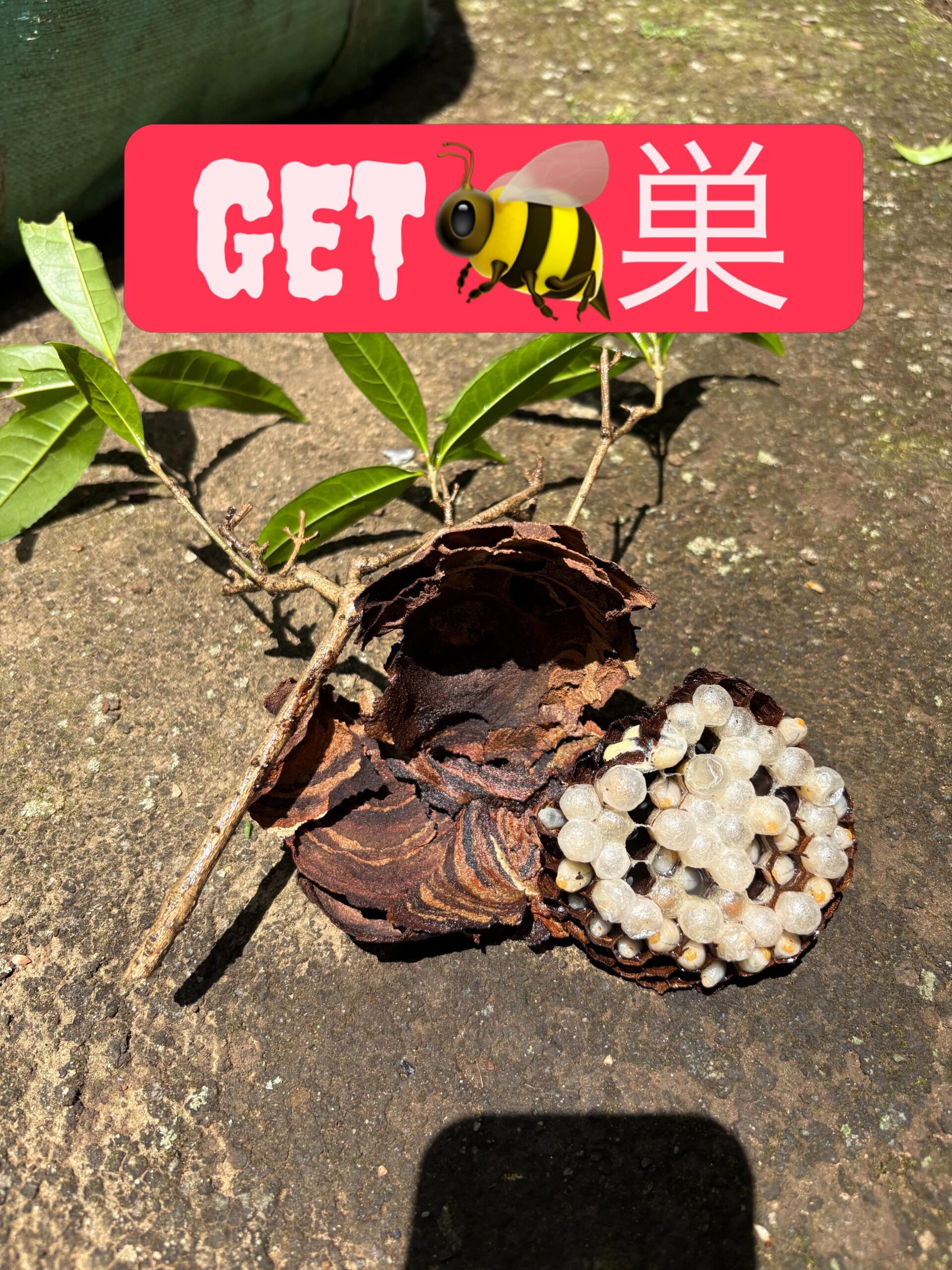 ｵﾒﾃﾞﾄｳ! (っ’-‘)╮ =͟͟͞͞🎉ﾌﾞｫﾝ
WINNER💪✨
🐝⤵︎ ︎
⁡
#造園#庭師#土木#植木販売#エクステリア工事外構工事日本庭園洋風庭園ブロック工事フェンス工事街路樹管理草刈剪定伐採解体工事zouen職人さん募集中