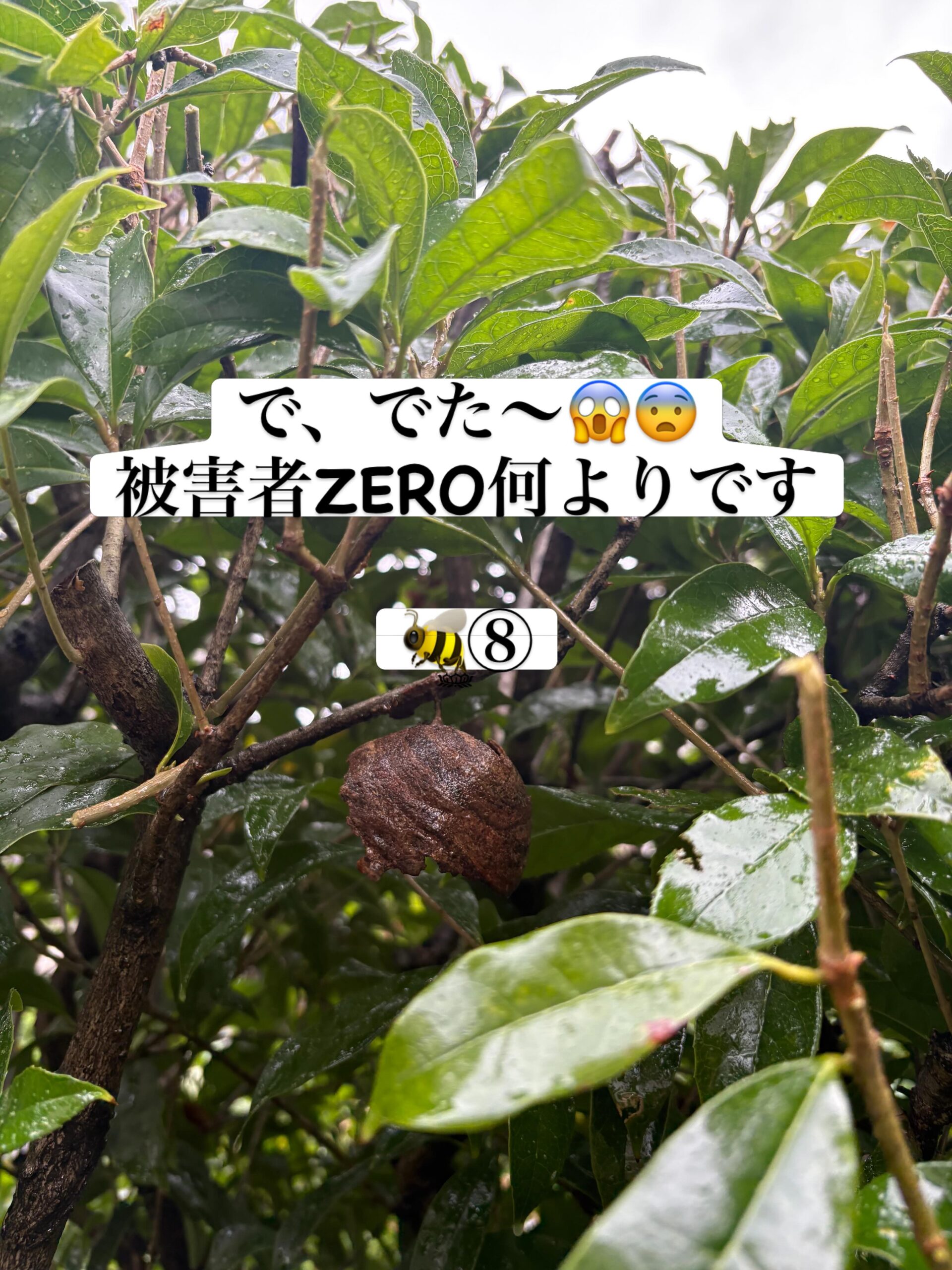 いよいよseason到来☠️
先日はアシナガバチ
皆様気を付けて下さい👍
⁡
#造園#庭師#土木#植木販売#エクステリア工事外構工事日本庭園洋風庭園ブロック工事フェンス工事街路樹管理草刈剪定伐採解体工事zouen職人さん募集中
